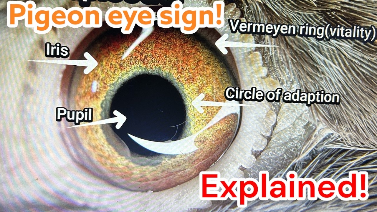 👀 The SECRET Behind Pigeon Eye Sign REVEALED! 🕊️ What It REALLY Means