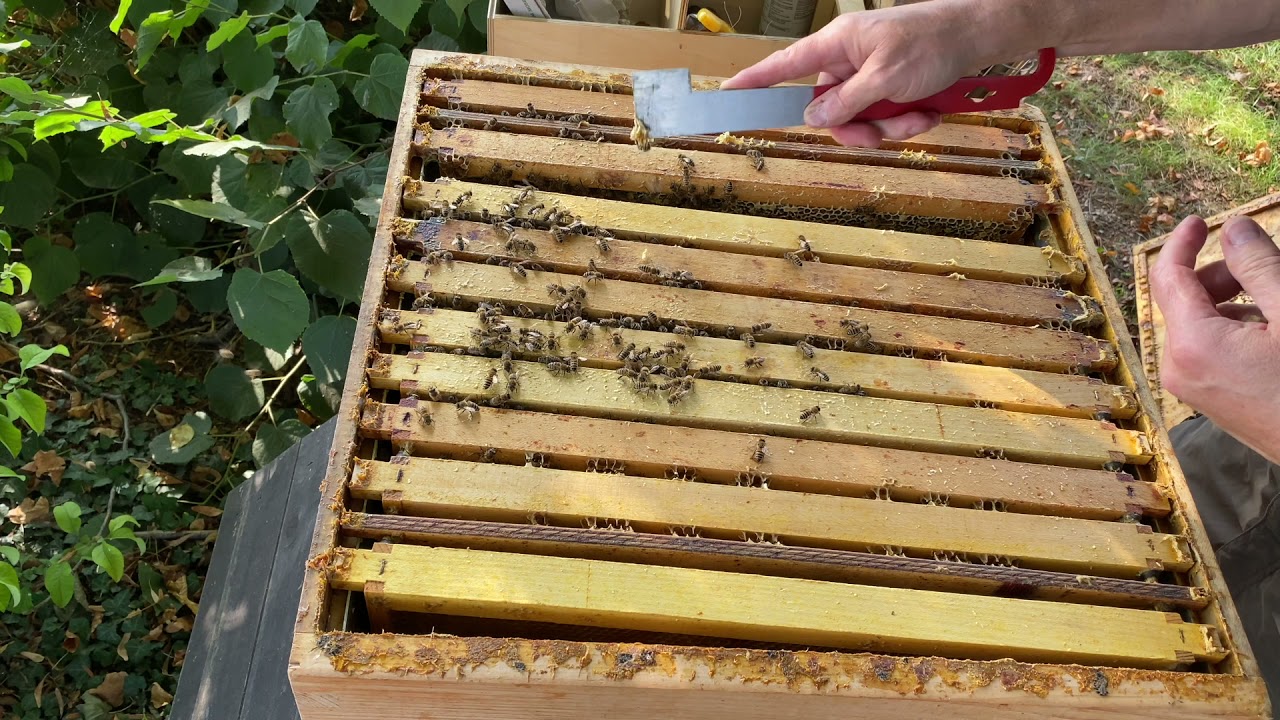 Unterstützung der Winterbienen - Varroabehandlung - Zufüttern_ Imkern mit Dadant