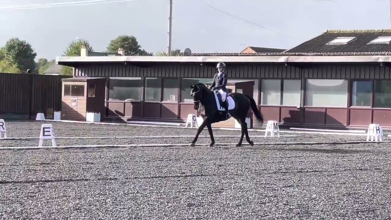 Prelim 2. Full winning test - 70% Bluewood Donaustern - Star