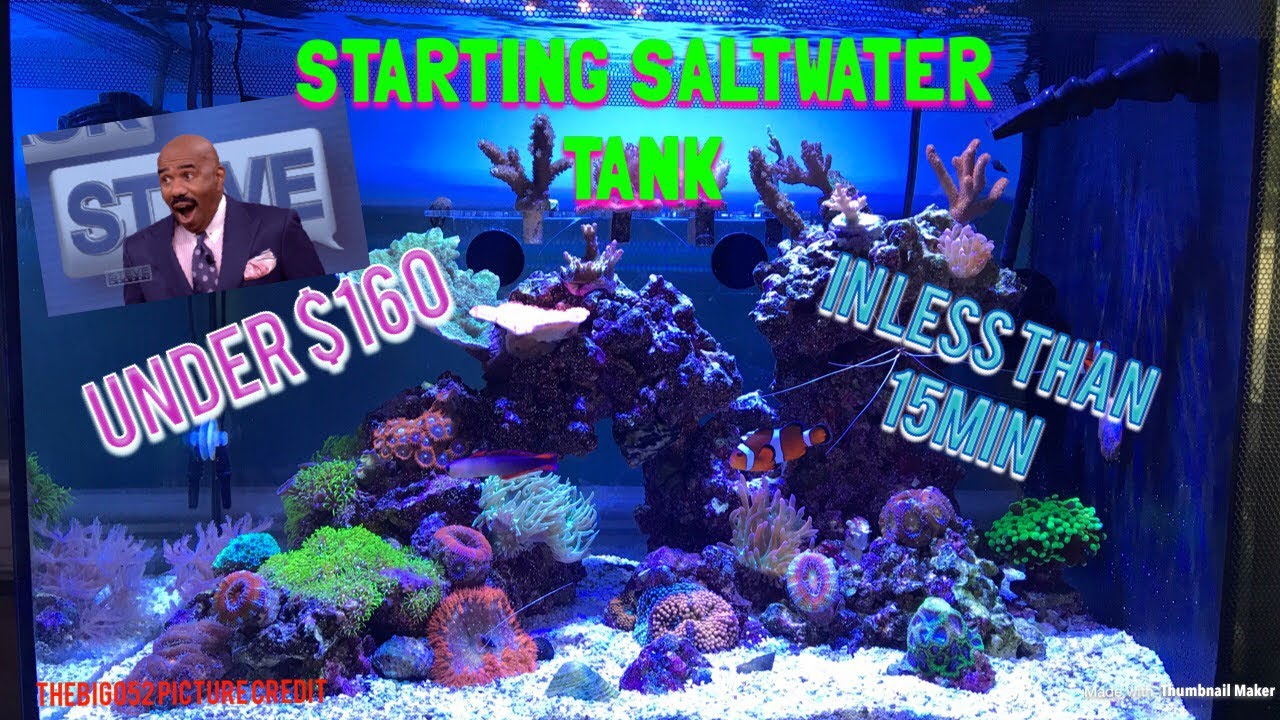 Setting up Saltwater Tank Under $160!! (Fluval EVO 13.5)