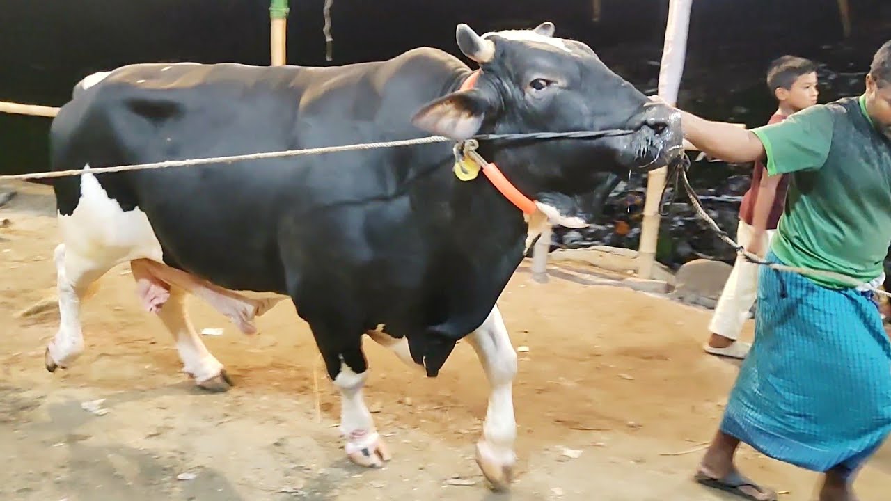 Big Cow Farm in Bangladesh | Sadeeq Agro  Farm | One Of the Biggest Cow in Bangladesh | Qurbani Eid