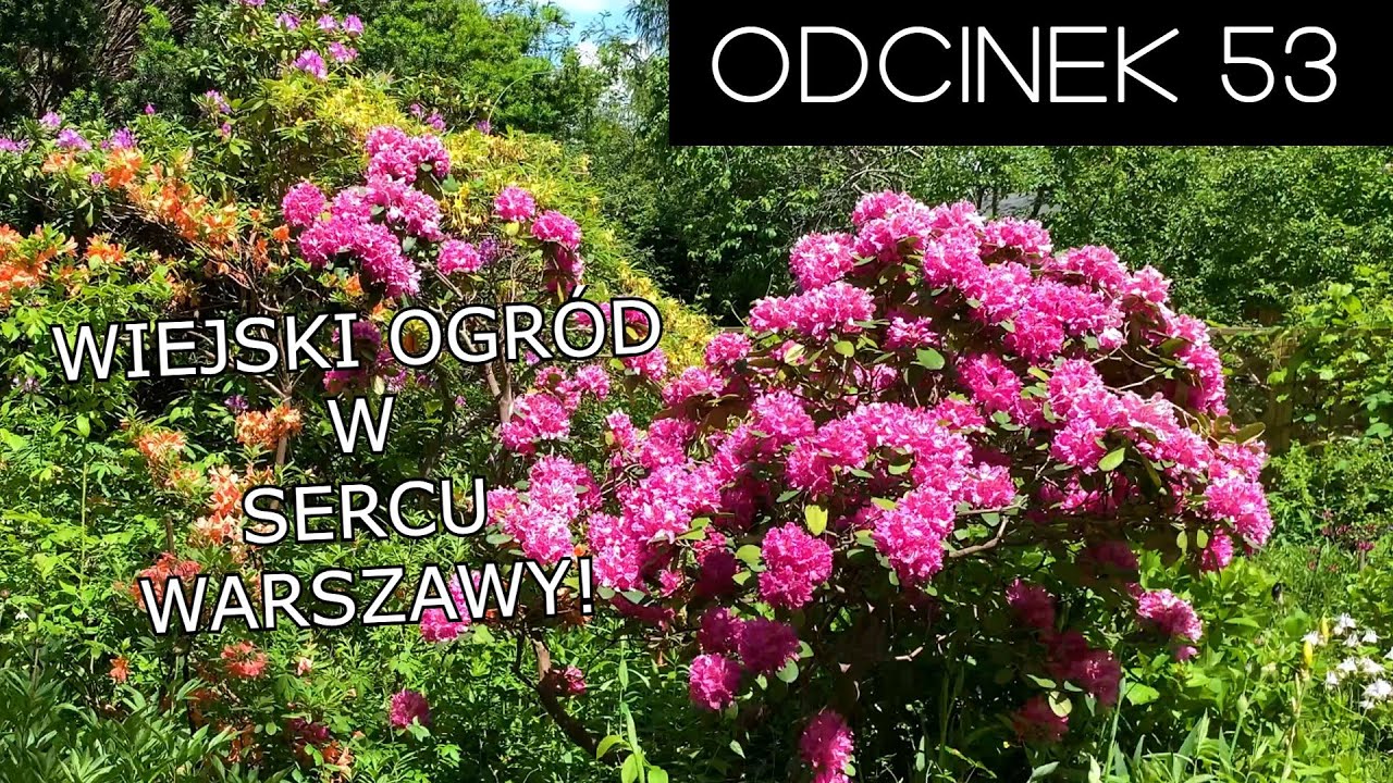 Wiejski ogród w sercu Warszawy🌳🌸| Rafał Grabias