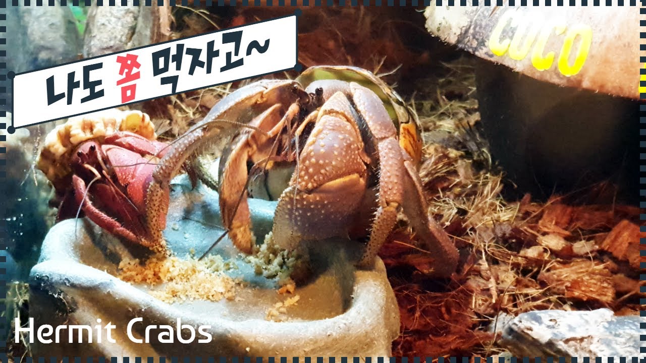 Hermit Crabs Eating 인도소라게 먹방 hermit crab vlog