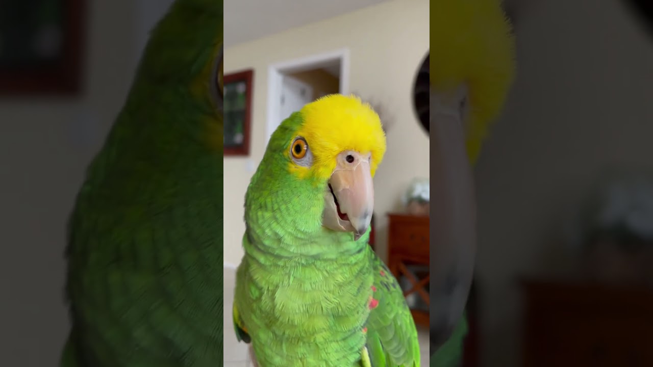 &lsquo;O Sole Mio