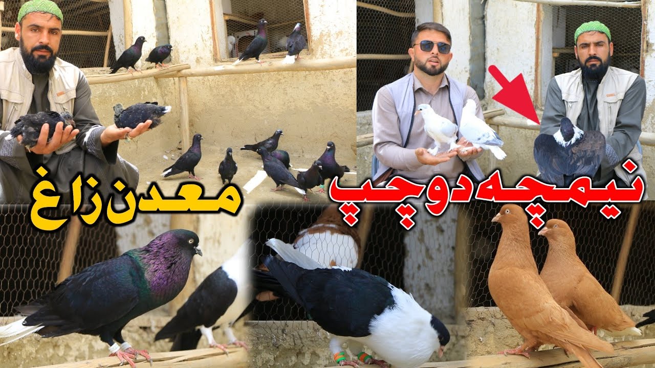 نیمچه دوچپ- معدن زاغ در چهار آسیاب | کفتر های استاد نظیر |Most unique amazing pigeons of ustad Nazir