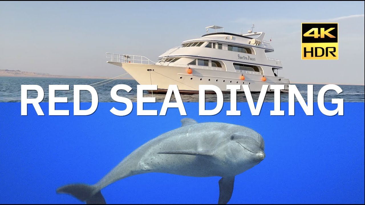 Best Scuba Diving in Red Sea, Egypt, Sinai | Dolphins, Wrecks & Reefs in 4K HDR | 2022