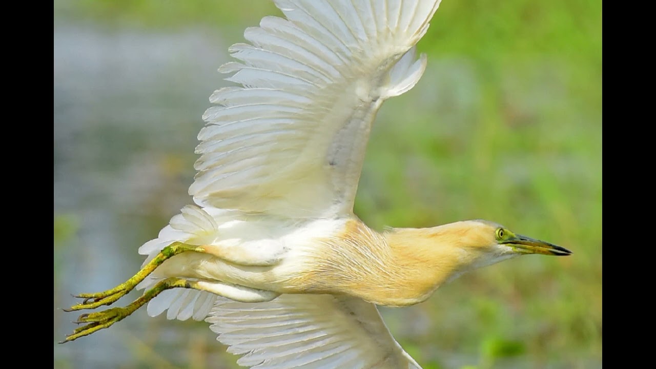 Indian pond heron Call 