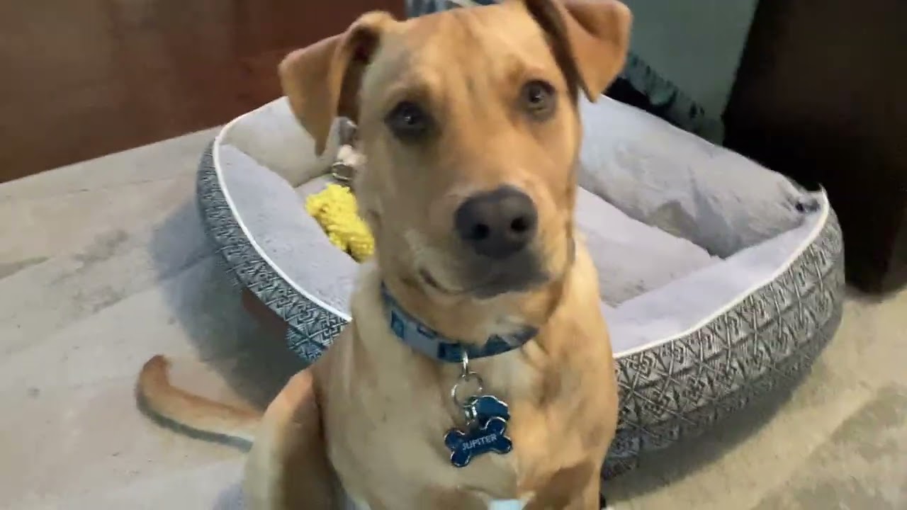 My pit bull mix dog Jupiter