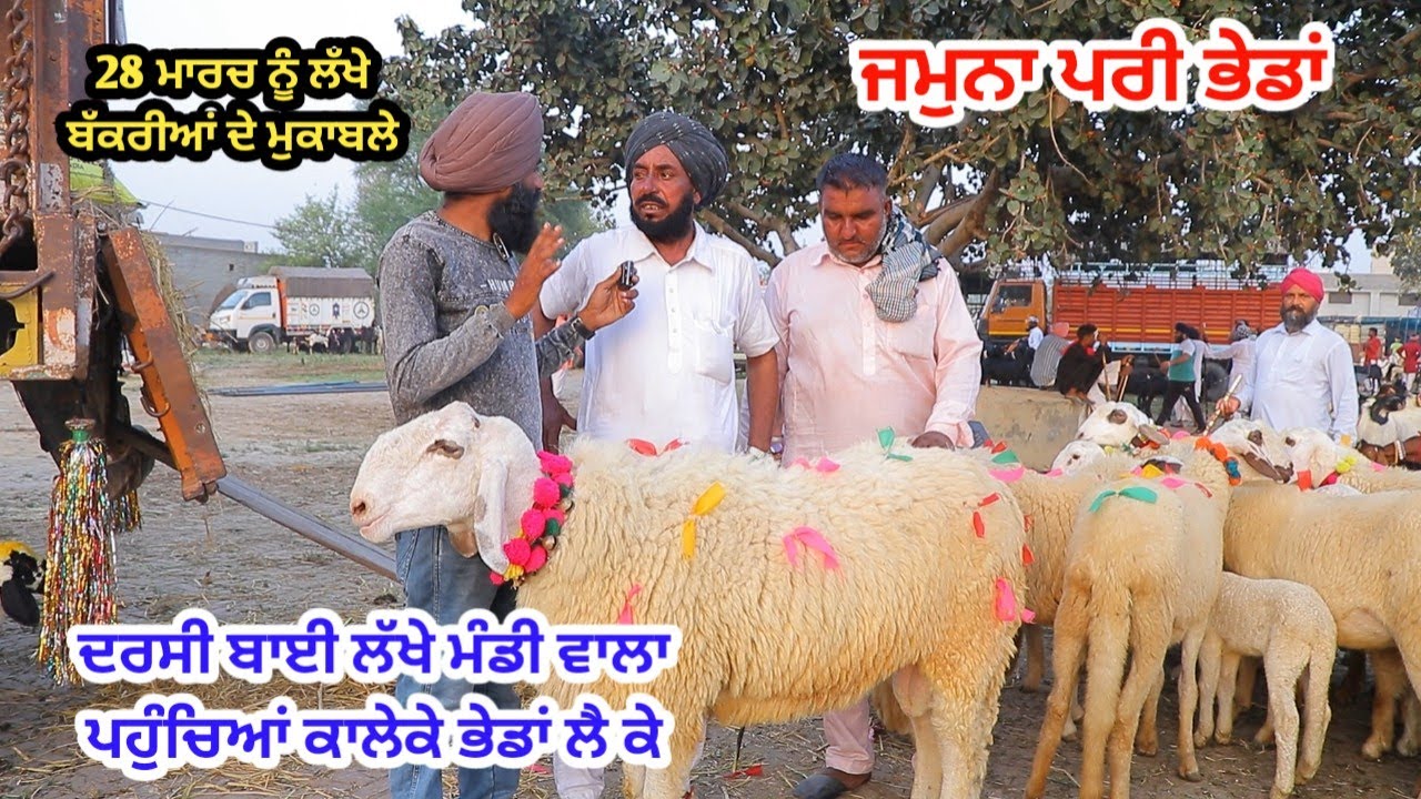 ਕਾਲੇਕੇ ਮੇਲੇ ਵਿੱਚ ਭੇਡਾਂ ਆਈਆਂ - Kaleke Mela - Goat farming @ILTILANATV