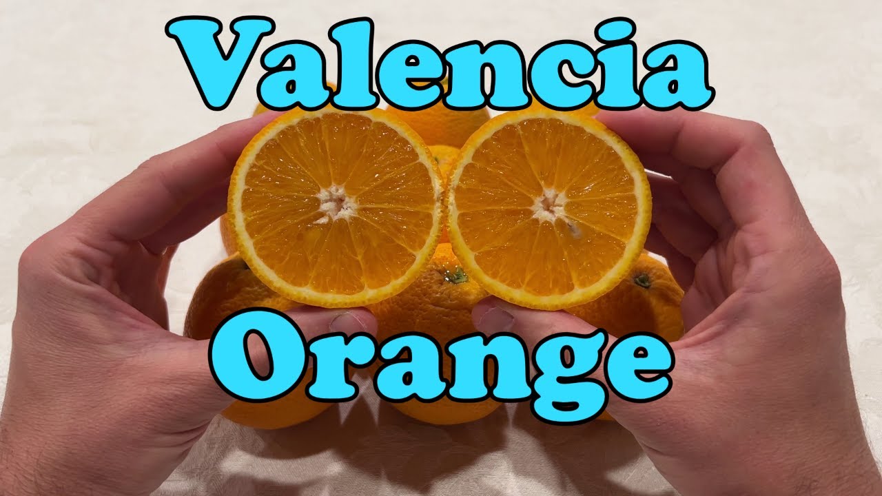 Valencia Orange | The Best Juicing Orange