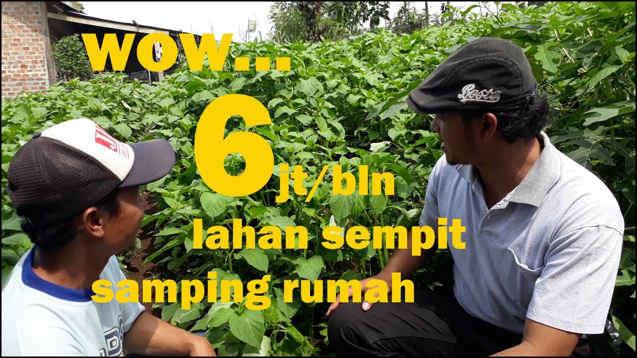 Budidaya Ranti Tembus 6 juta/bulan di lahan sempit