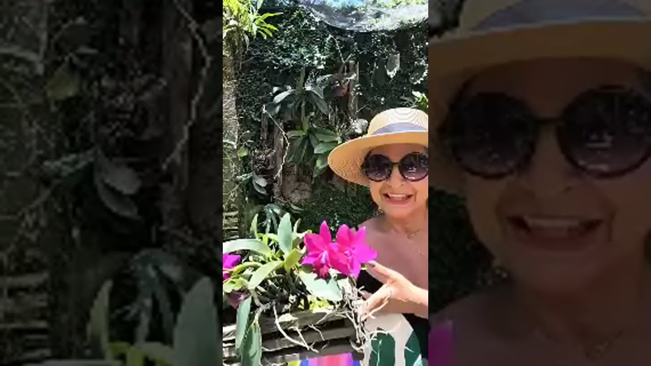 Letícia Reis Orquídeas está ao vivo!