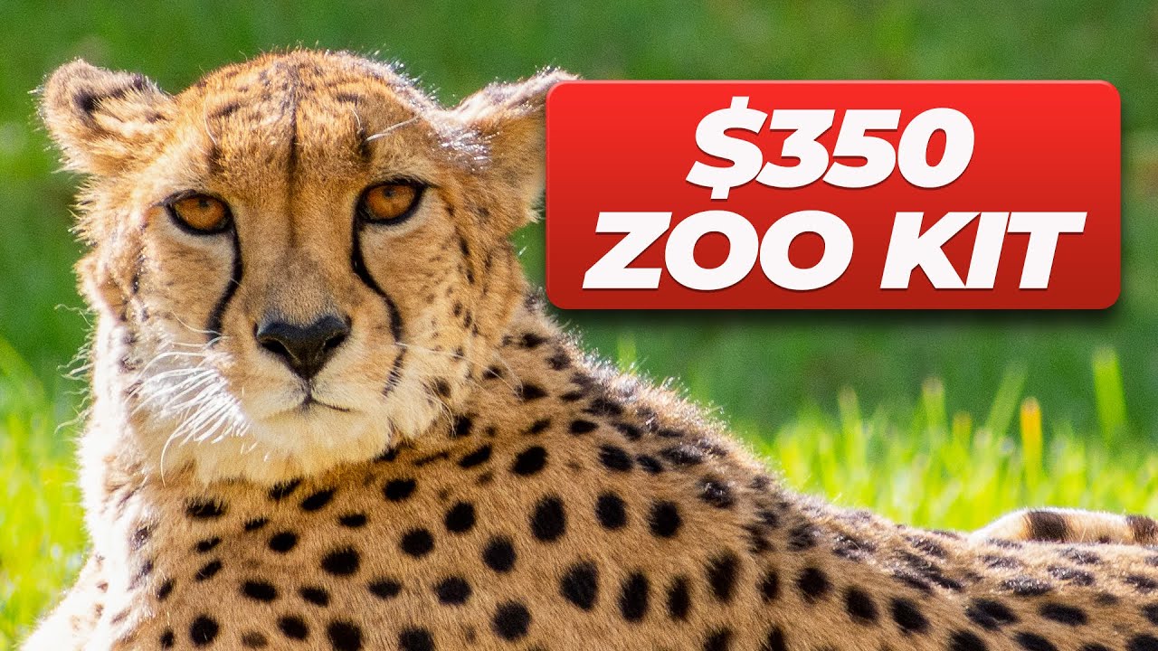 Комплект Nikon Urban Wildlife за 350 долларов [изд. 2025 г.]