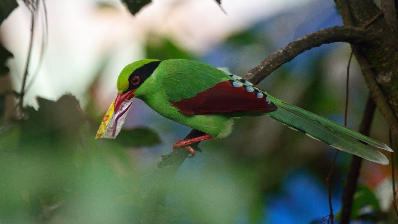 Common Green-Magpie (Cissa chinensis)
