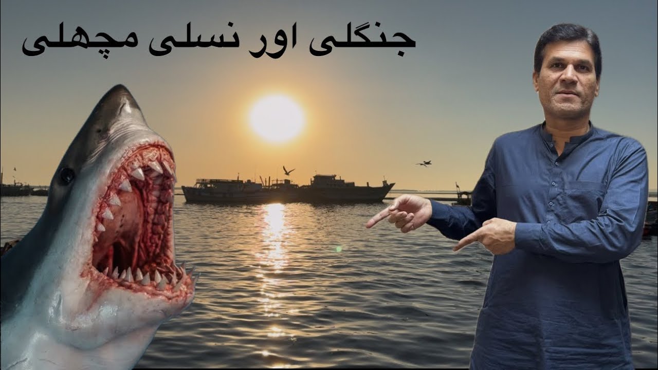 Fish price update karachi fisheri 27-1-25