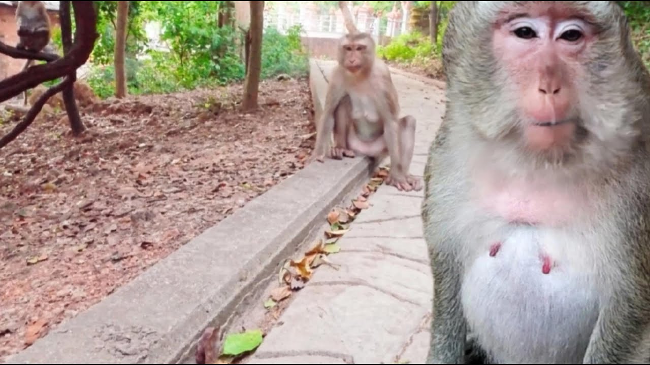 They look very thin, not very hungry.#monkey #babyanimal #animals 