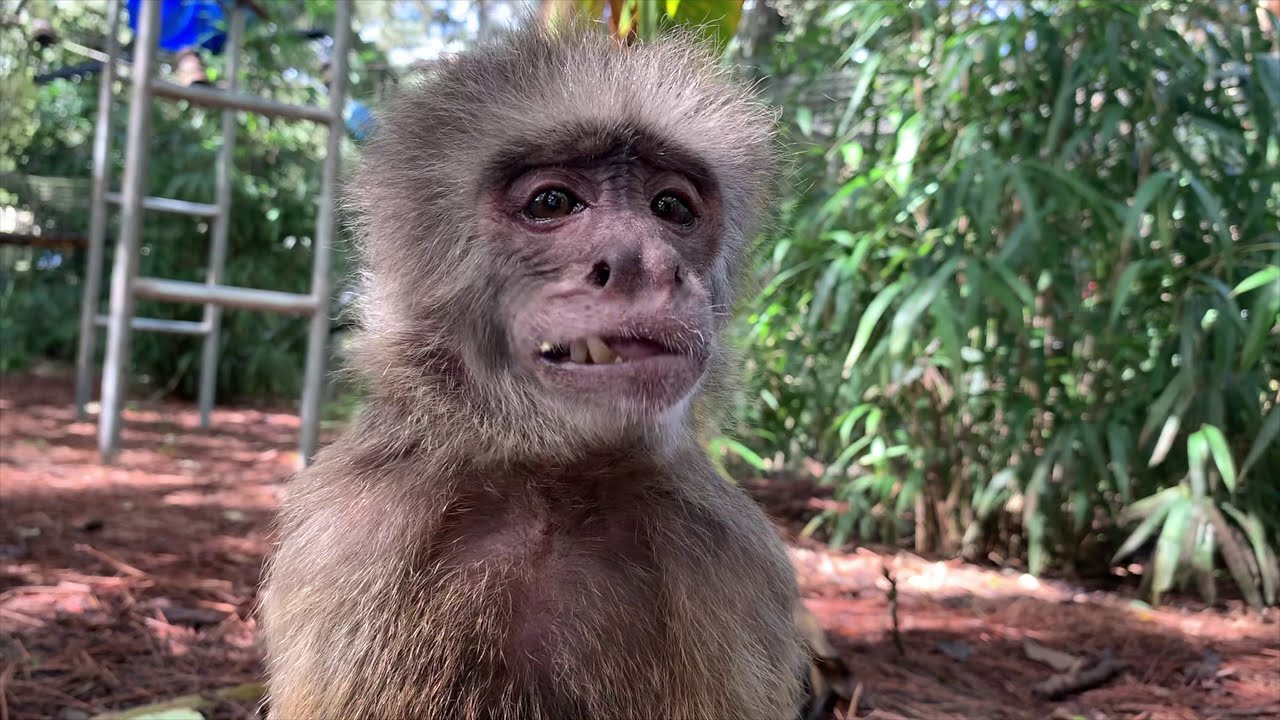 Meet the Monkeys at Jungle Friends Primate Sanctuary Fundraiser