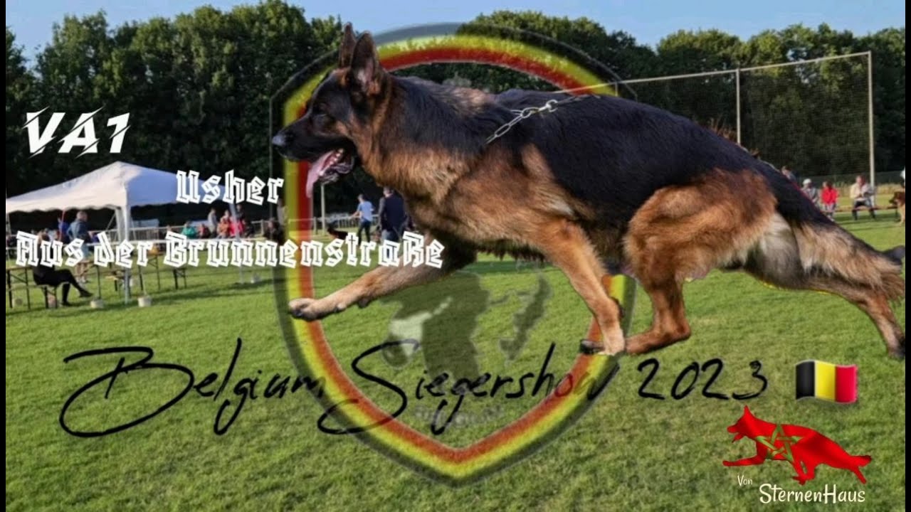 🇧🇪 Belgium Siegershow 2023 🇧🇪 #Working_Class Mâles