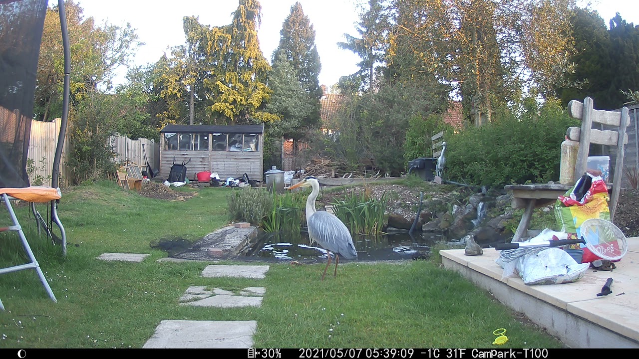 Heron Attack UK Pond With Net