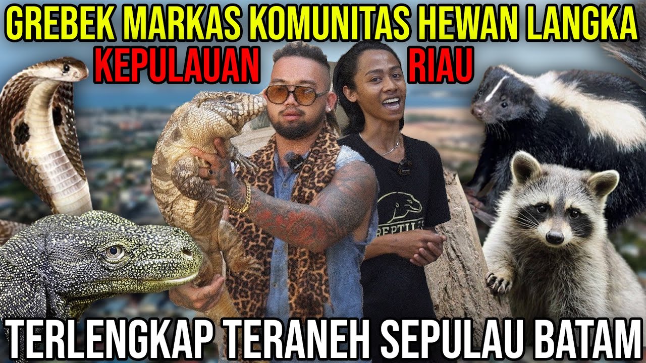 GREBEK MARKAS KOMUNITAS HEWAN LANGKA KEPULAUAN RIAU TERLENGKAP TERANEH SEPULAU BATAM | ARKANA PETSHP