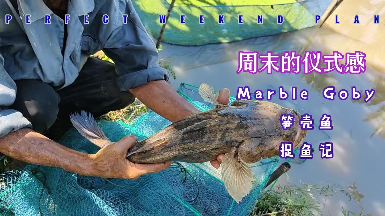 Marble Goby 笋壳鱼自供自给