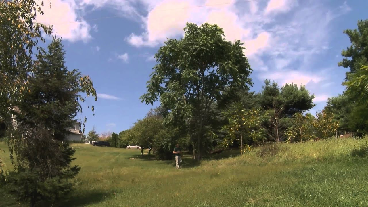 In the Garden - Tree of Heaven