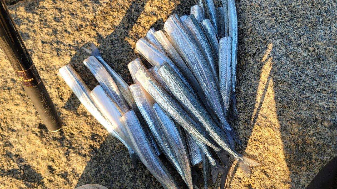 기장권 학꽁치조황 구경👉학꽁치낚시👈 #학꽁치 #fishing