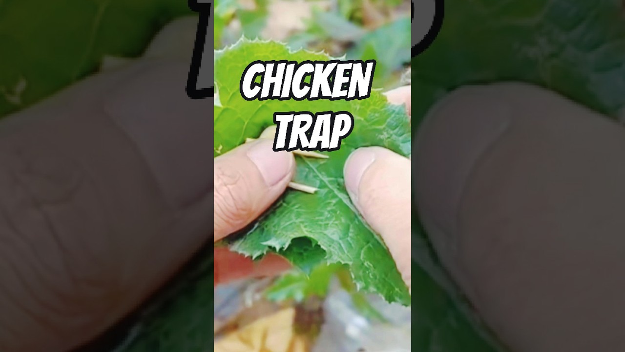 CRAZY CHICKEN TRAP #diy