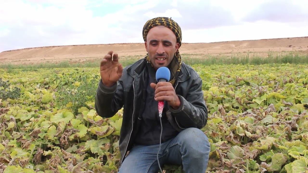 فلاحو ولاية الجلفة ينتفضون و يطالبون بحقهم من الكهرباء رغم إنتاجهم الوفير من البطاطا