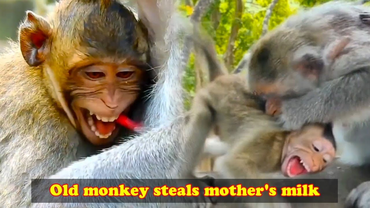 The old monkey stole milk from the mother monkey. It deserves to be punished by the mother monkey