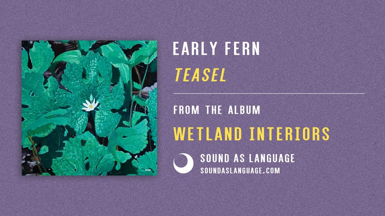 Early Fern - Teasel