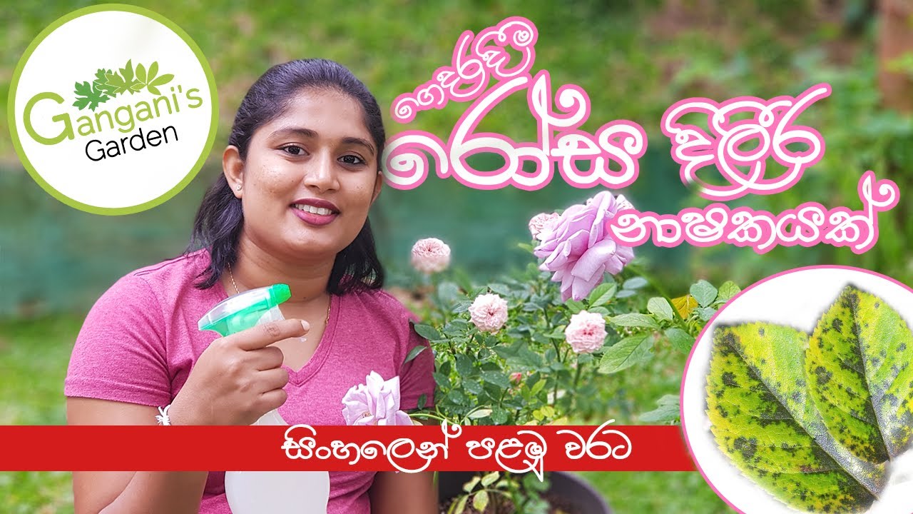 රෝස ලෙඩ හොදකරන දිලිර නාශක ගෙදරදීම - Homemade Rose Black Spot Spray (Anti-Fungal) in Sinhala