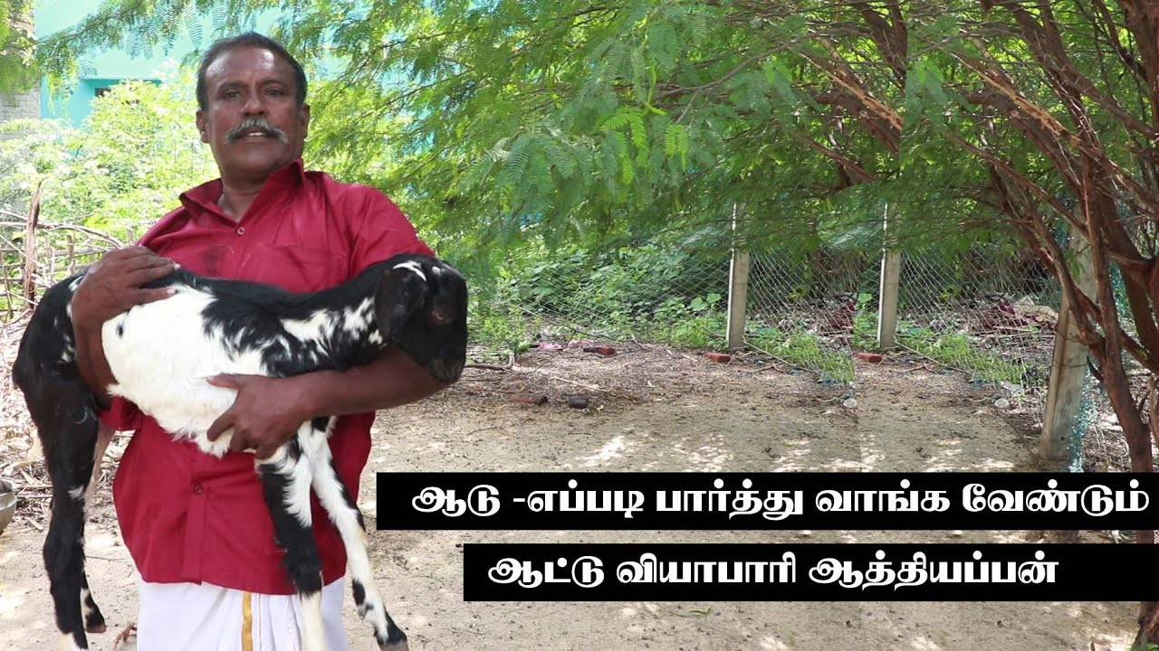 ஆடு வாங்க வேண்டுமா / ஆட்டு வியாபாரி சொல்வதை கேளுங்கள்