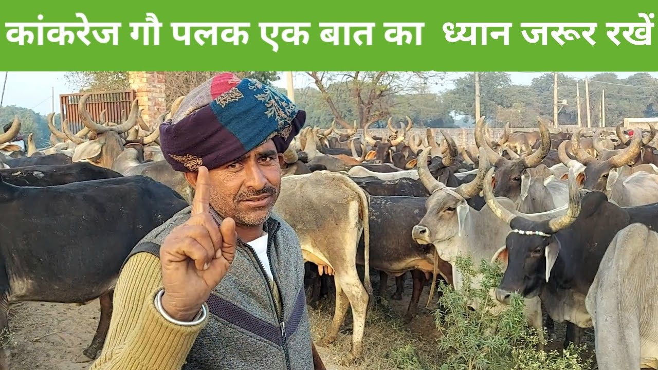 उमरा भाई ने बताया कांकरेज गाय पालन का सरल और सस्ता तरीका || #kankrej #breeder