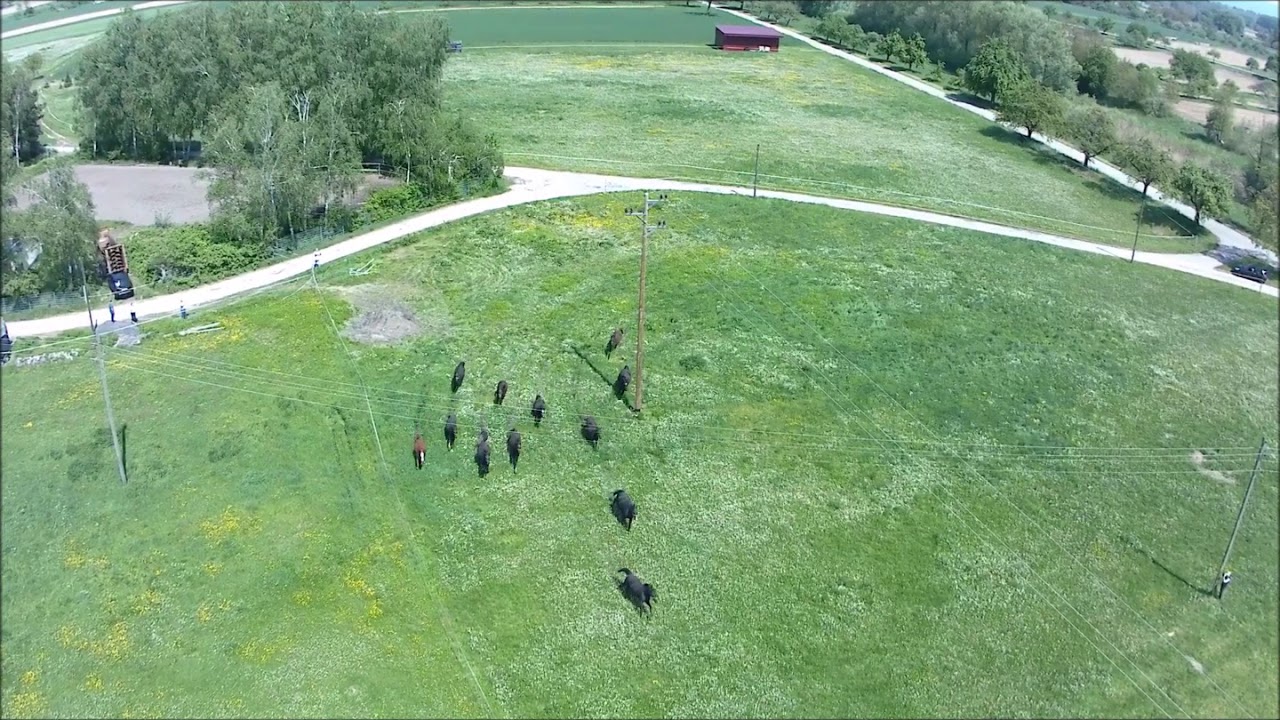 Weideauftrieb Birkenhof Steinmauern 2019