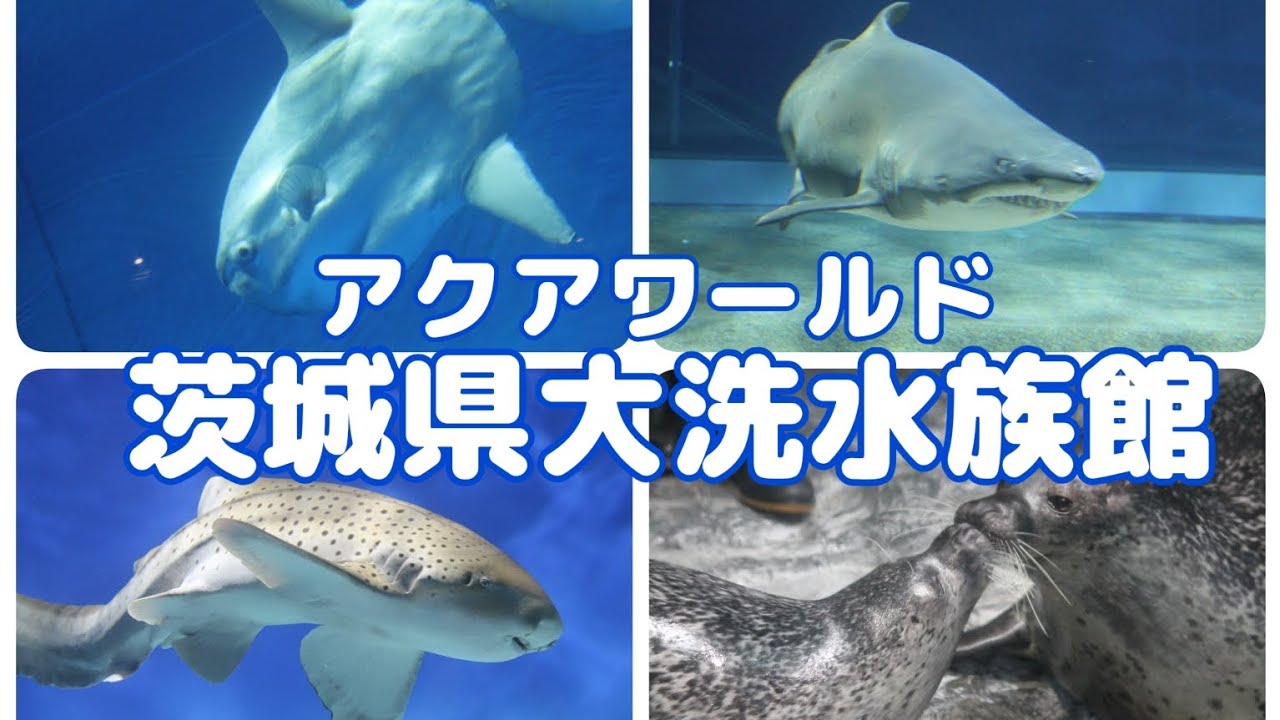【1日目】アクアワールド大洗水族館