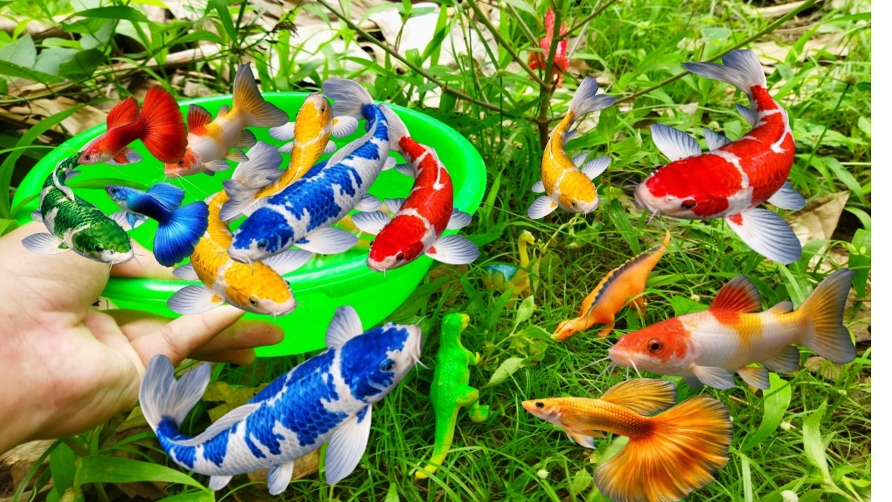 The Amazing catch colorful aquarium fish in small pond: koi, dragon guppy,turtle,iguana, Dinosaurus