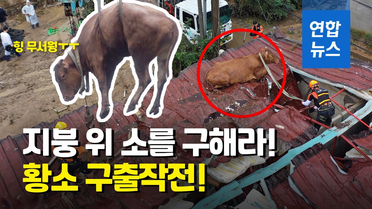 지붕 위 황소를 구해라…물속에서 하룻밤 버티다 구조 / 연합뉴스 (Yonhapnews)