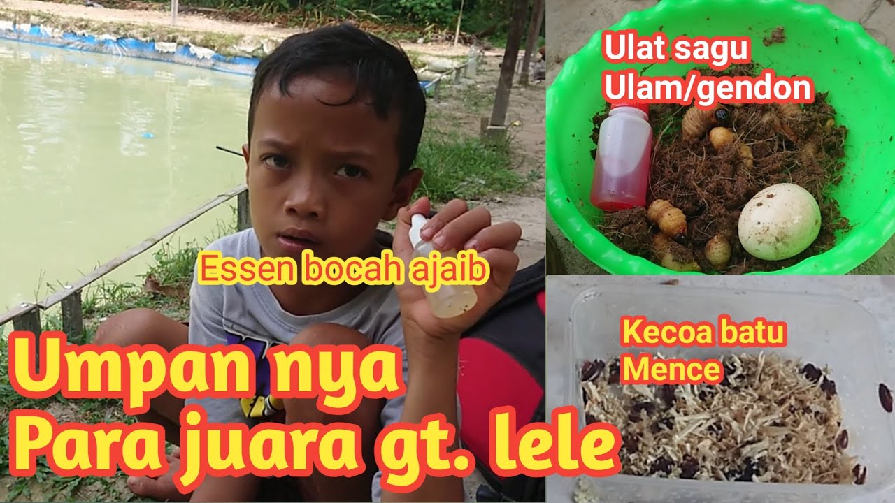 umpannya Para juara gt lele [ ulam/gendon/ulat sagu, terlak  Dan essen micro cacing]