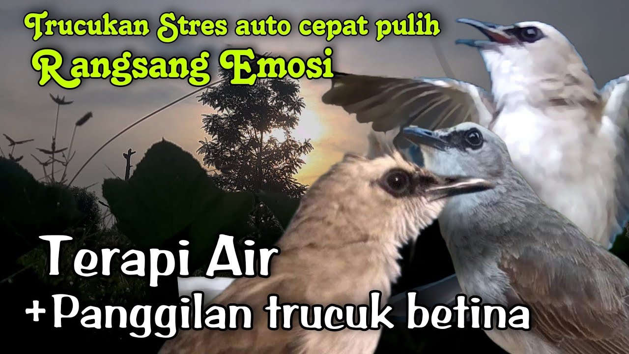 TERAPI TRUCUKAN STRES MACET BUNYI dengan Suara Air & Panggilan TRUCUK BETINA