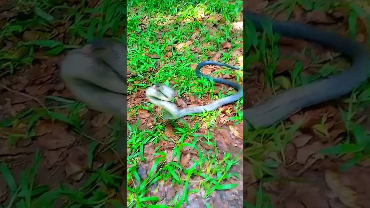 Test Gigitan Ular Lanang Sapi kepala tembaga famili Colubridae
