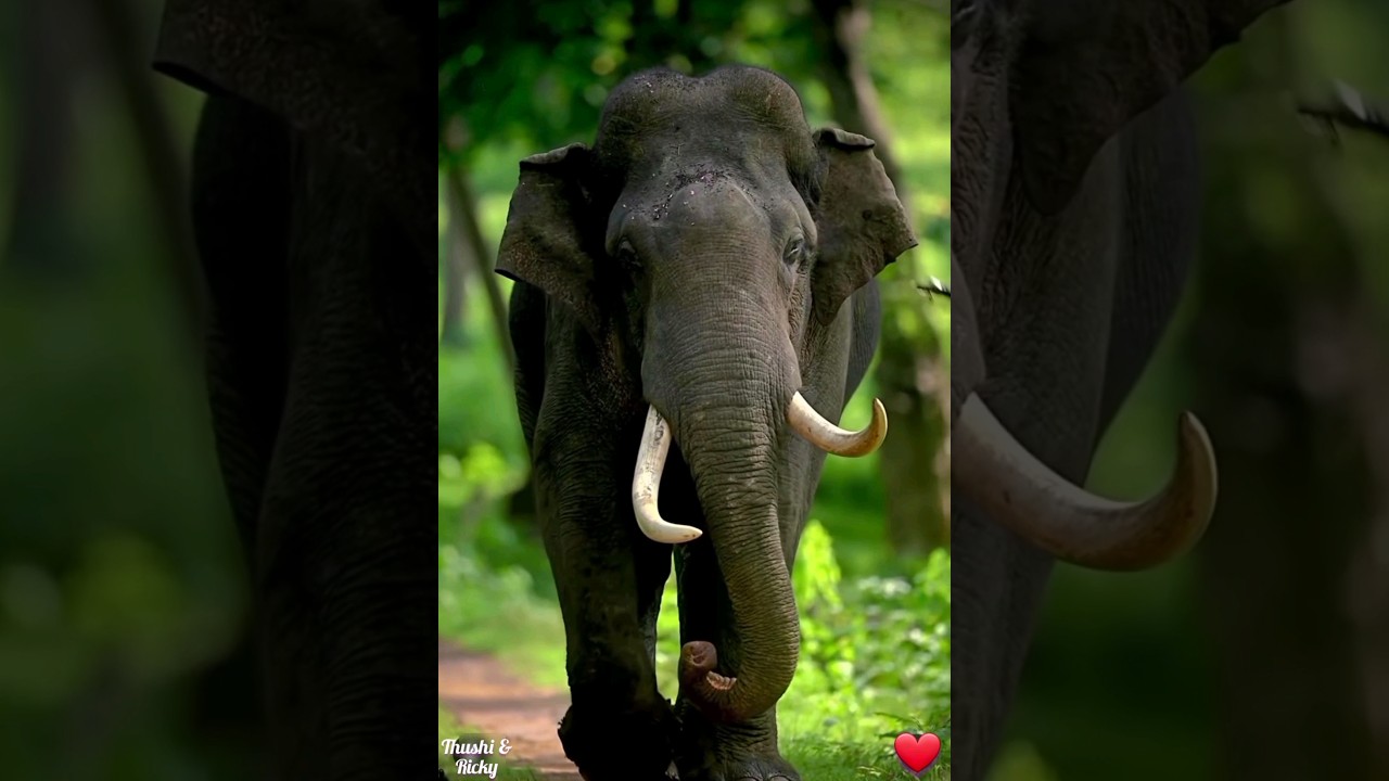 Majestic Walk of him 🐘🐘#elephant #elephantlife #elephantwalk #elephantvlog