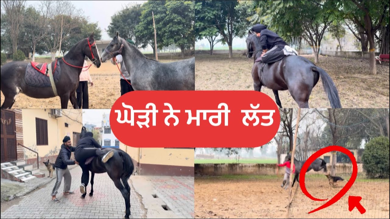 ਅੰਬਰ ਘੋੜੀ ਹੋਈ ਬੇਕਾਬੂ 😱 ਕੁੱਤੇ ਦੇ ਲੱਤ ਮਾਰੀ | Sidhu Veer ਨੇ ਕੀਤੀ ਅੰਬਰ ਘੋੜੀ ਤੇ ਸਵਾਰੀ 