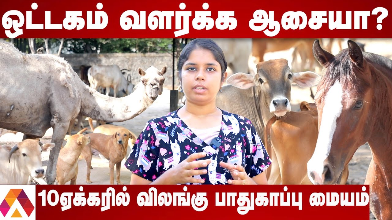 Animals - ஐ துன்புறுத்தாதீங்க | Free Adoption Animals In Chennai | Besant Memorial Animal Dispensary