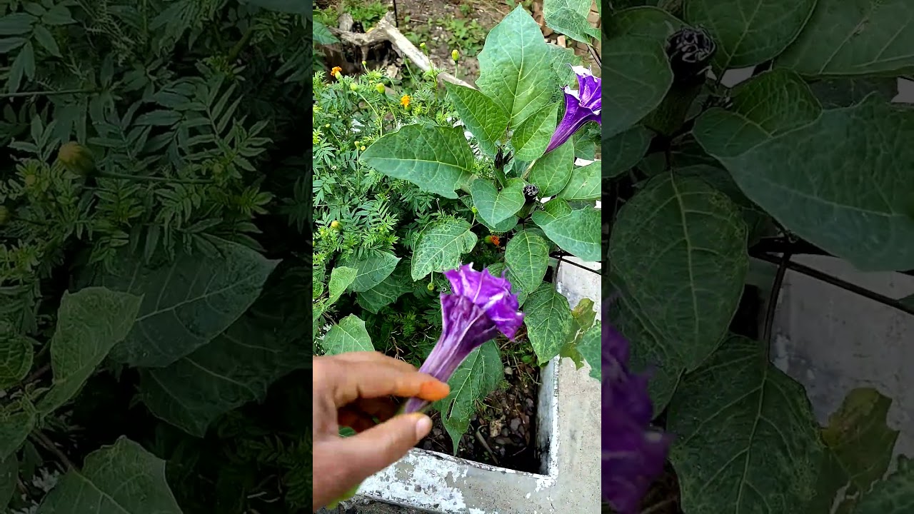 deadly yet divine the untold secrets of datura plant 