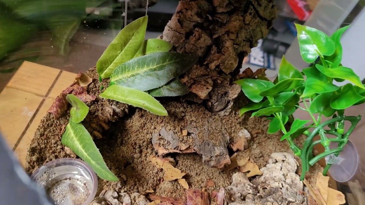 Featured species.  My Hogna radiata  ( Egyptian wolf spider)