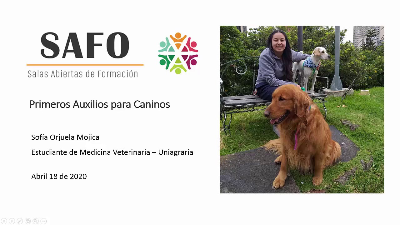 primeros auxilios caninos