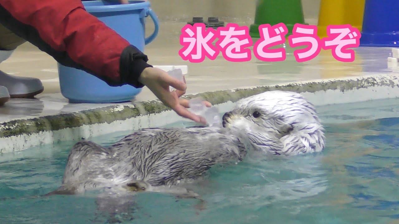 ラッコ　メイちゃんとキラちゃん　食後の氷をどうぞ【鳥羽水族館】Sea otter May-chan Kira-chan Toba Aquarium 