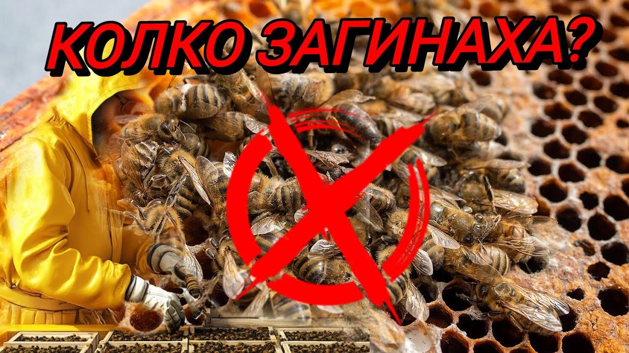 Зимна Смъртност при Пчелите - Умряха ли ми кошерите?