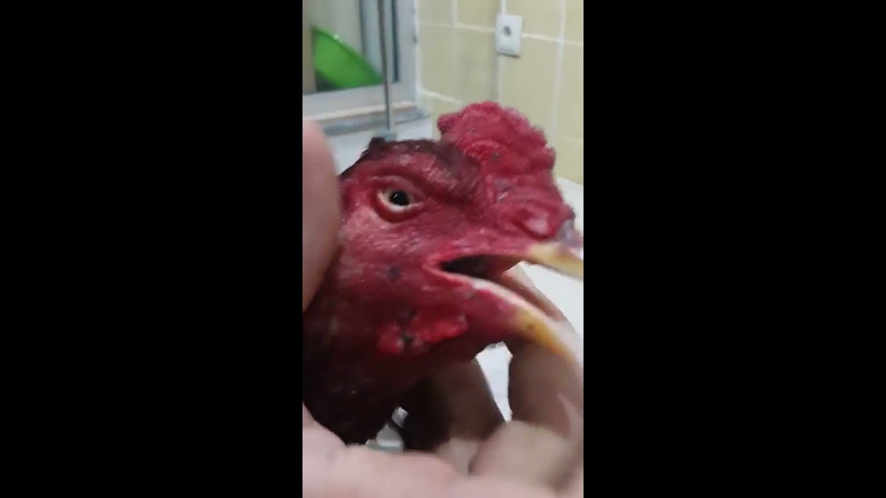 Hint Horozlarında solunum yolları hastalığı